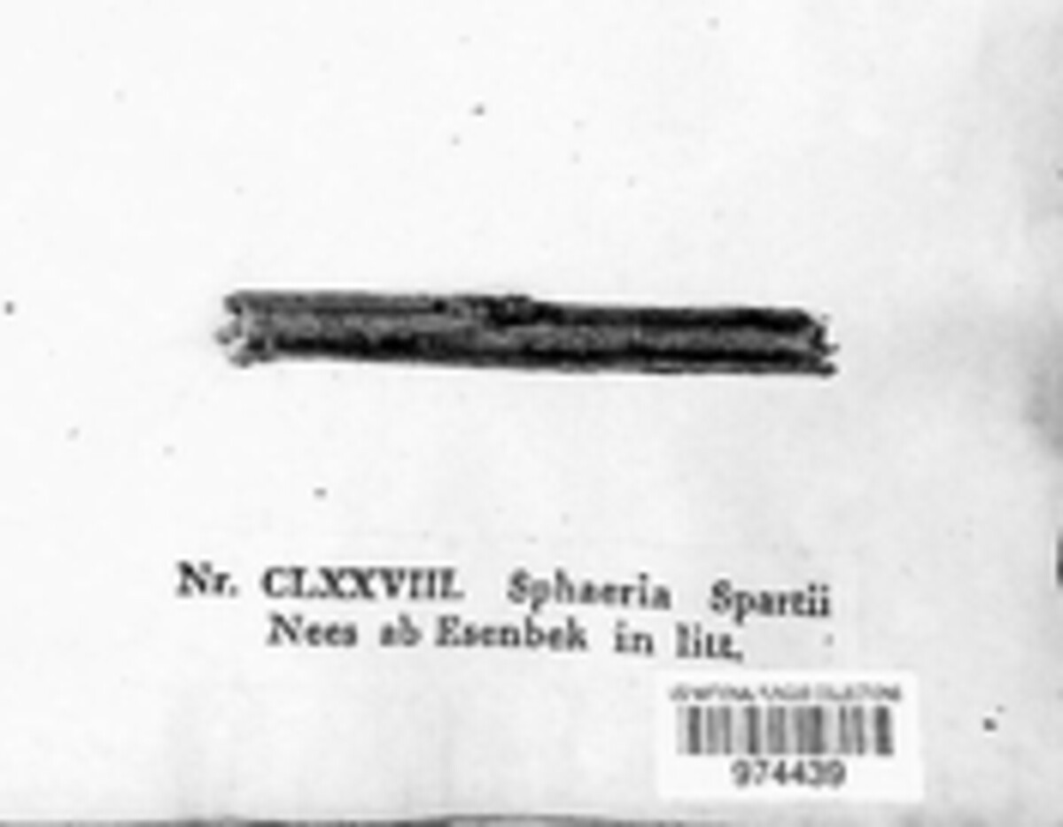 Pseudodidymosphaeria image